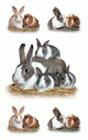 ZD-53338 - Z-Design Sticker Hasenliebe