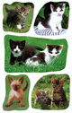 ZD-53463 - Z-Design Sticker Katzenbabys