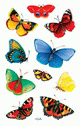 ZD-55710 - Z-Design Sticker Schmetterling